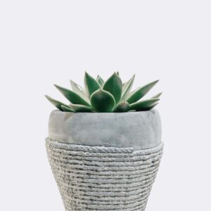 Home Colorful Bottle